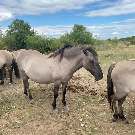 Silvaner * Naumburg (Saale)