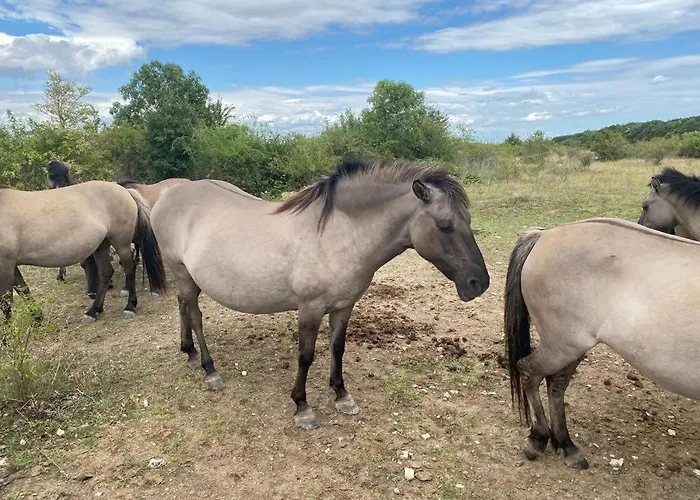 Silvaner * Naumburg (Saale)